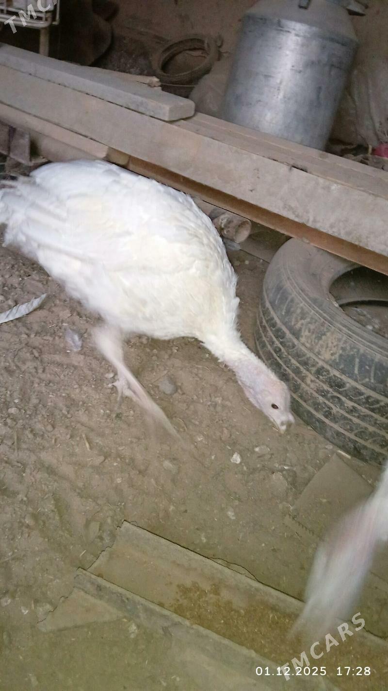 INDUK - Baýramaly - img 5