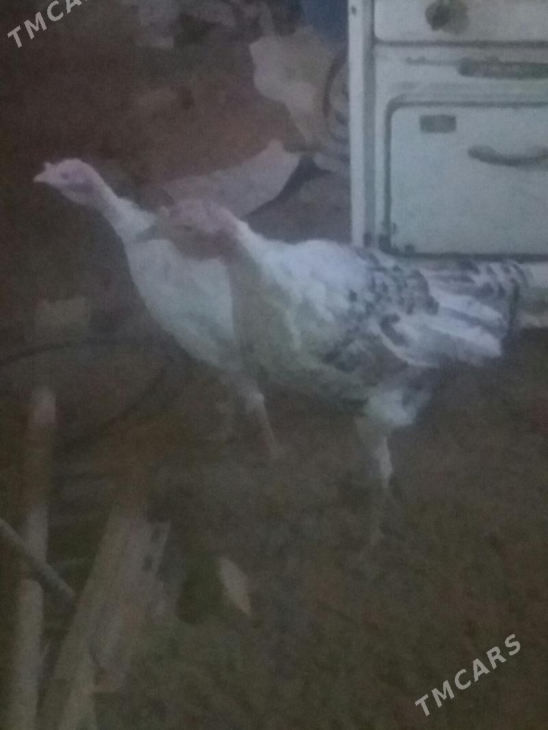 INDUK - Baýramaly - img 1