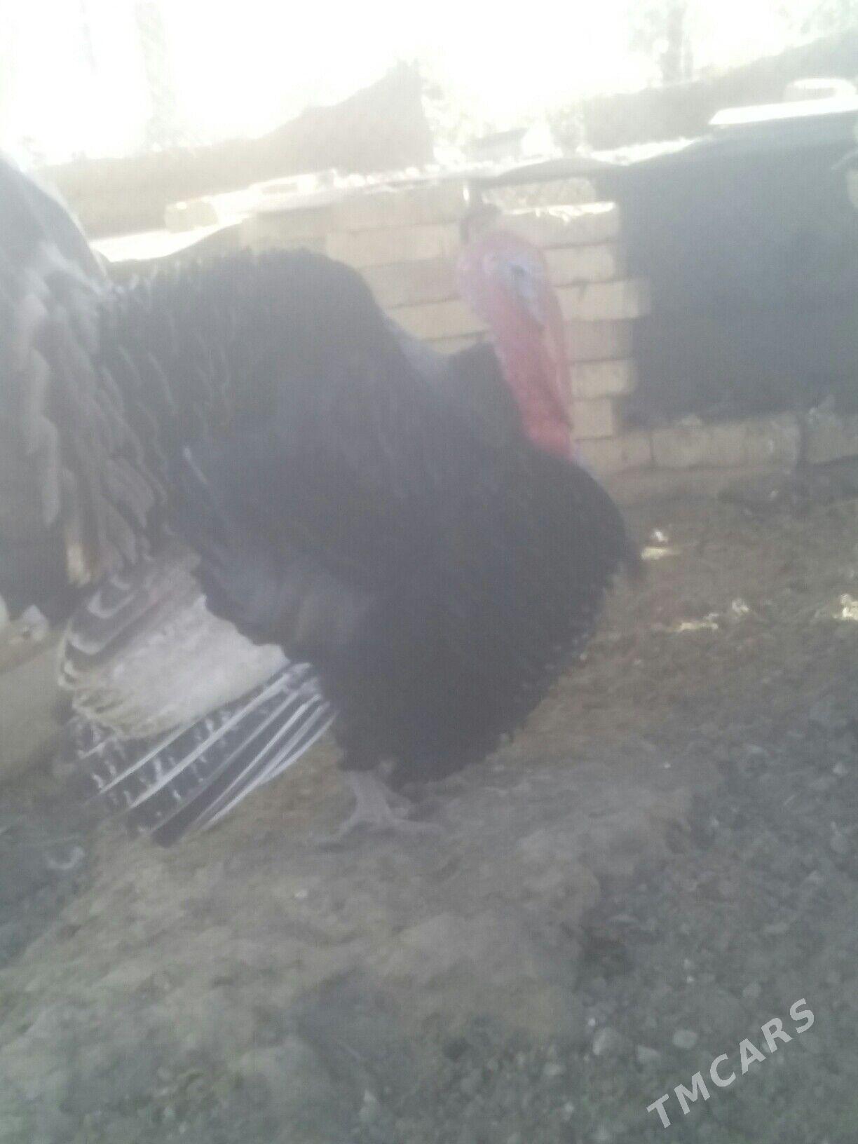 INDUK - Baýramaly - img 2