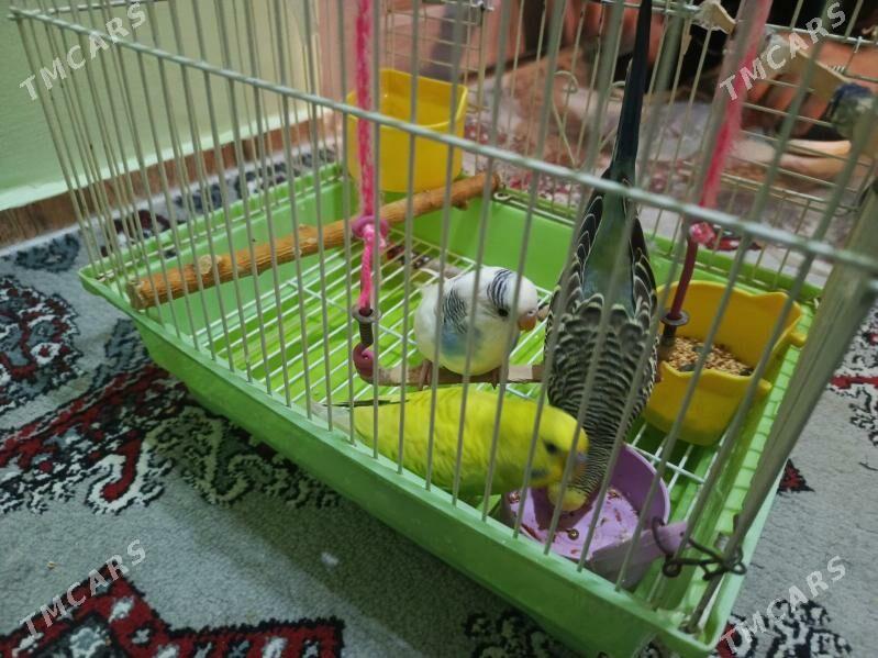 Pabugaý - Бузмеин - img 4