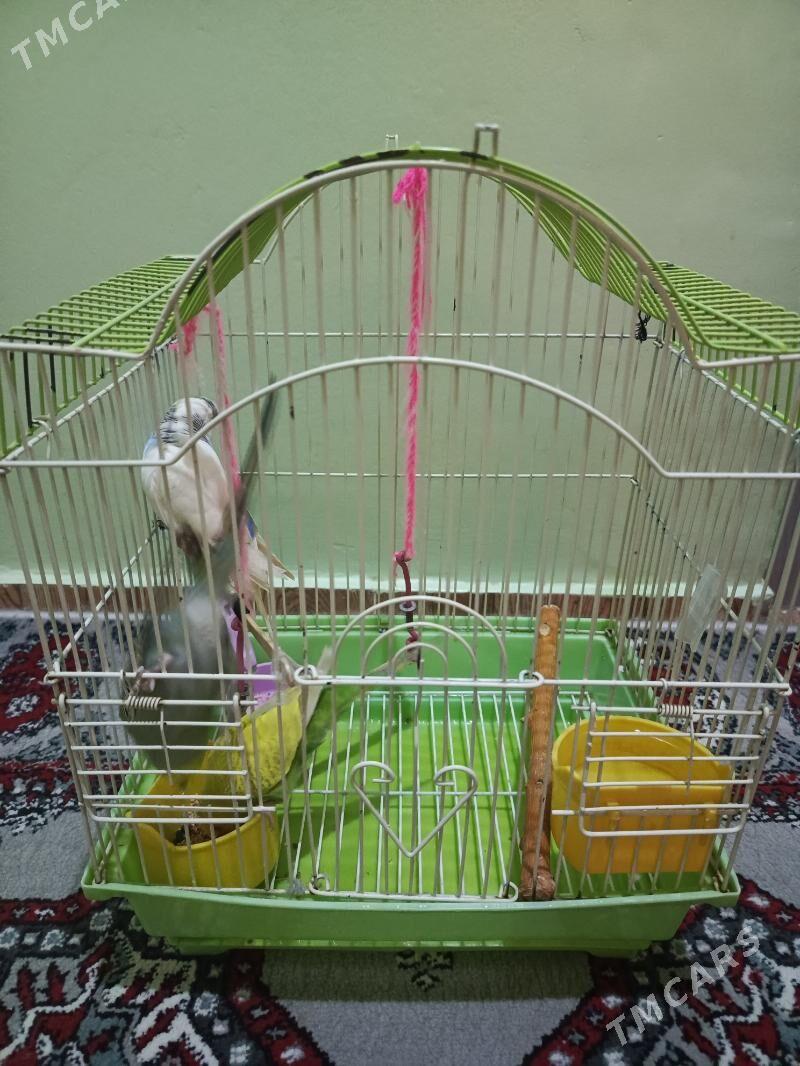 Pabugaý - Бузмеин - img 2