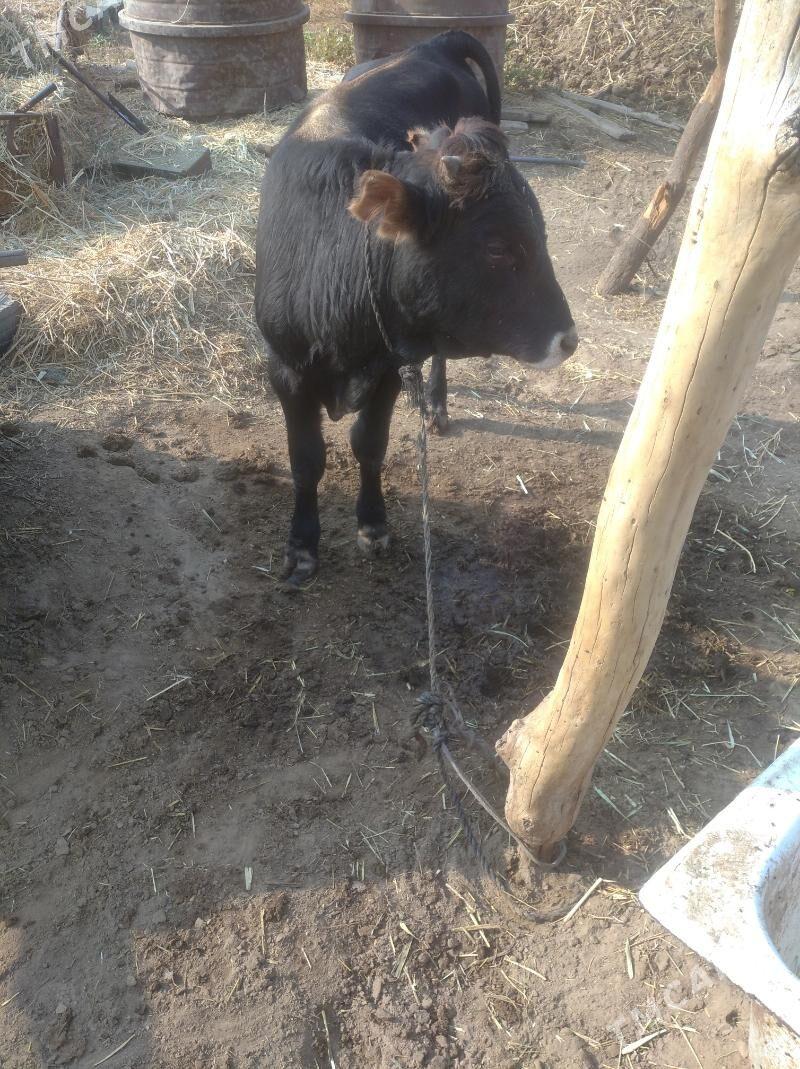 okuz - Гёкдепе - img 2