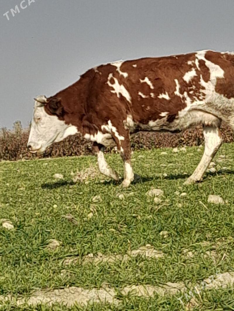 smental bogaz tuwe - Bäherden - img 2