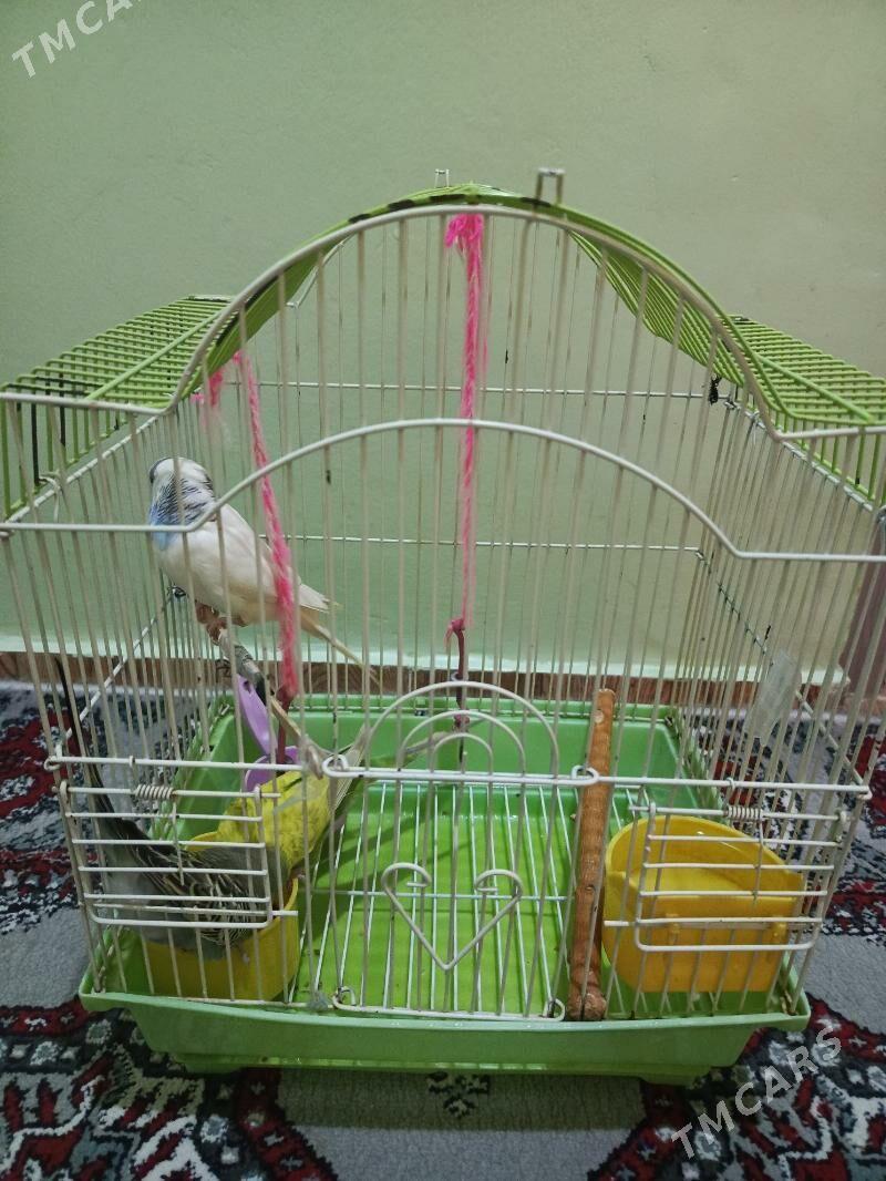 Pabugaý - Бузмеин - img 3