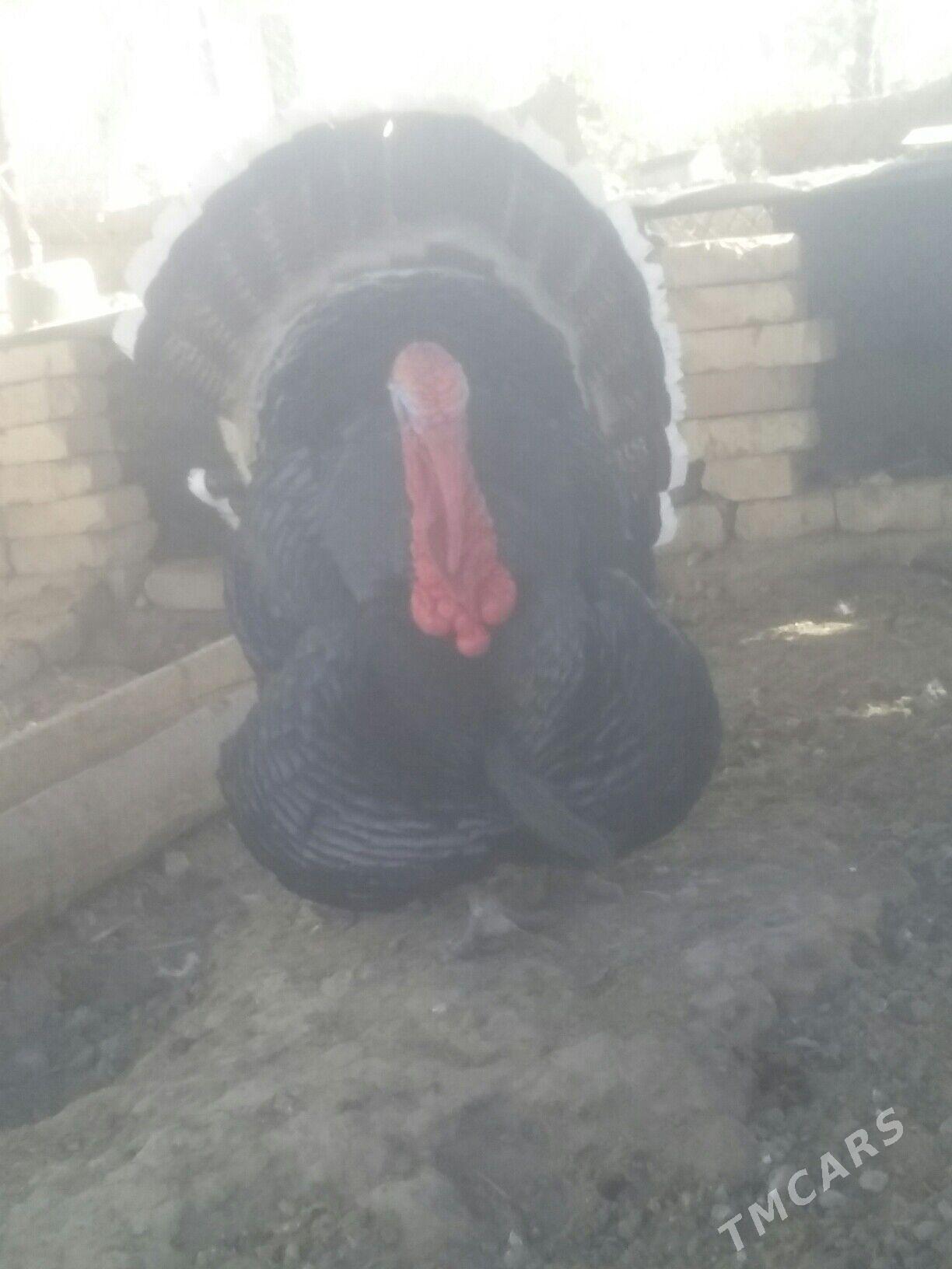 INDUK - Baýramaly - img 1