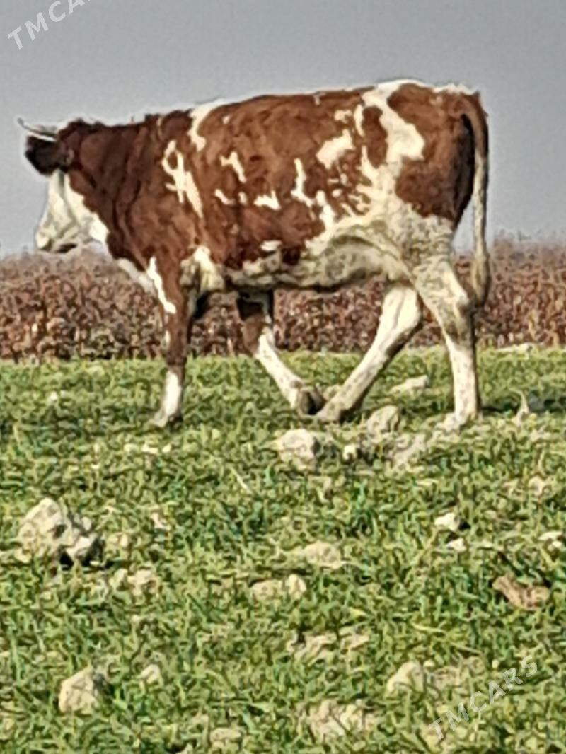 smental bogaz tuwe - Bäherden - img 3
