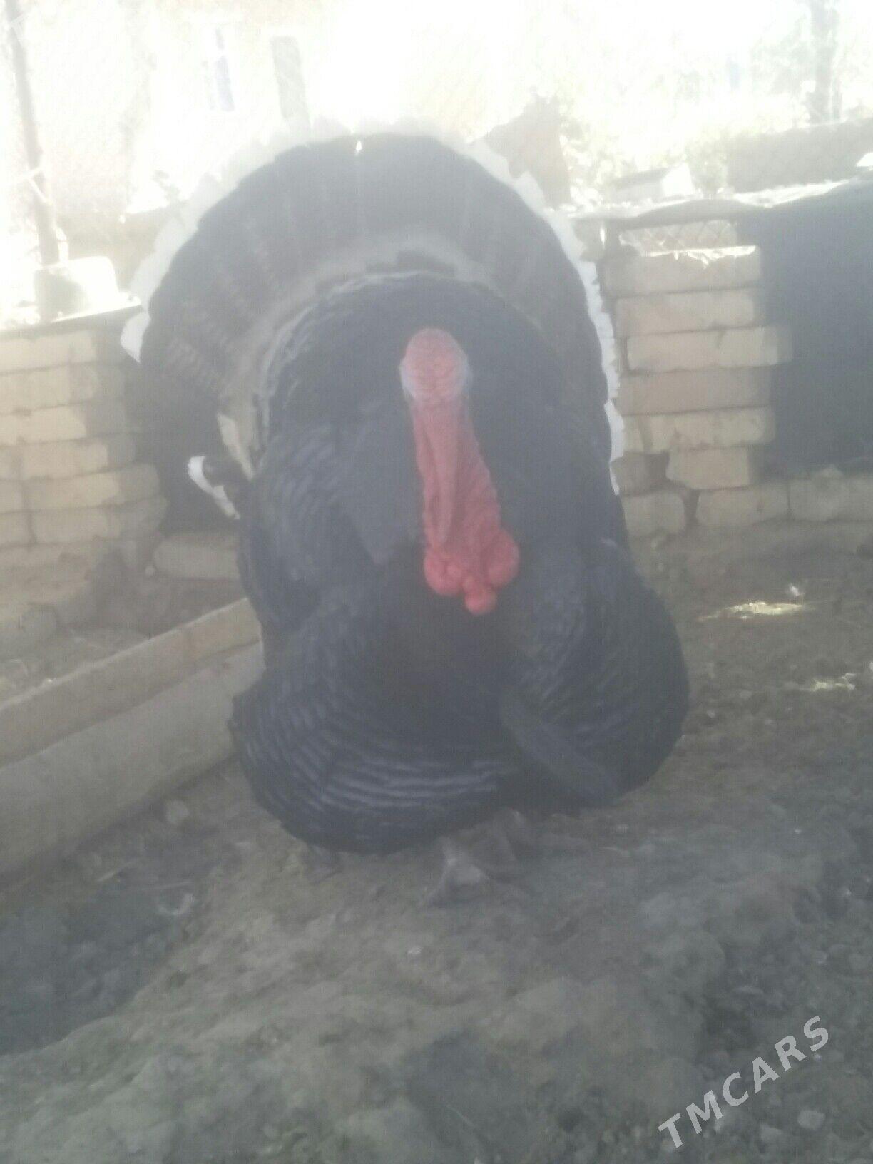 INDUK - Baýramaly - img 3