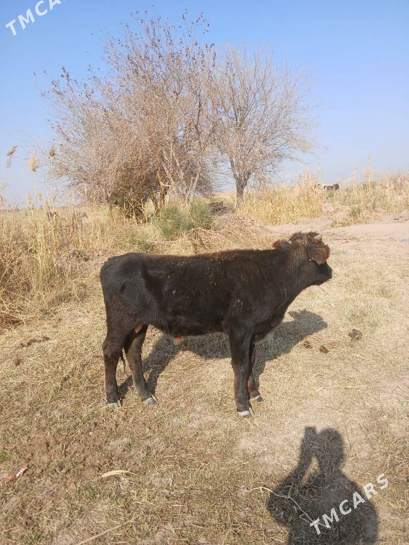 öküz at - Tejen - img 4