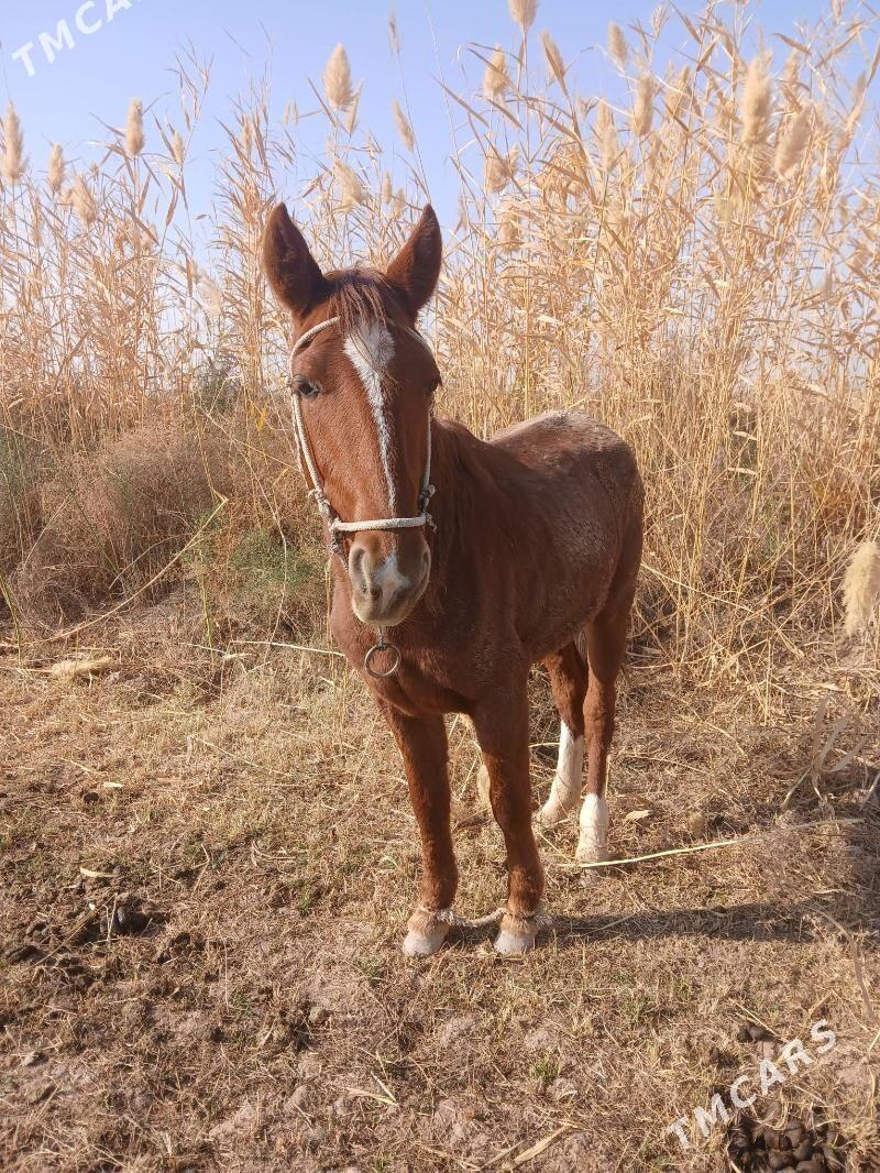 öküz at - Tejen - img 3