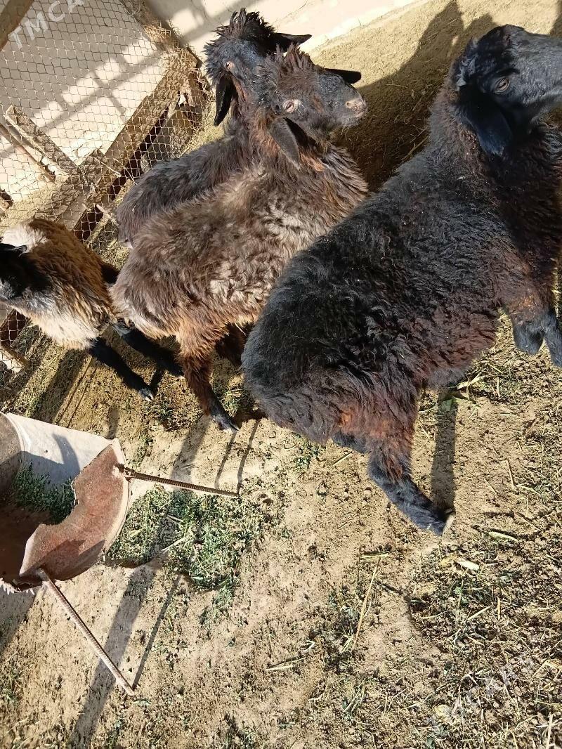 Turkmen tokly - Мары - img 5