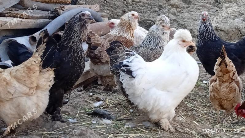 towuk - Ak bugdaý etraby - img 3