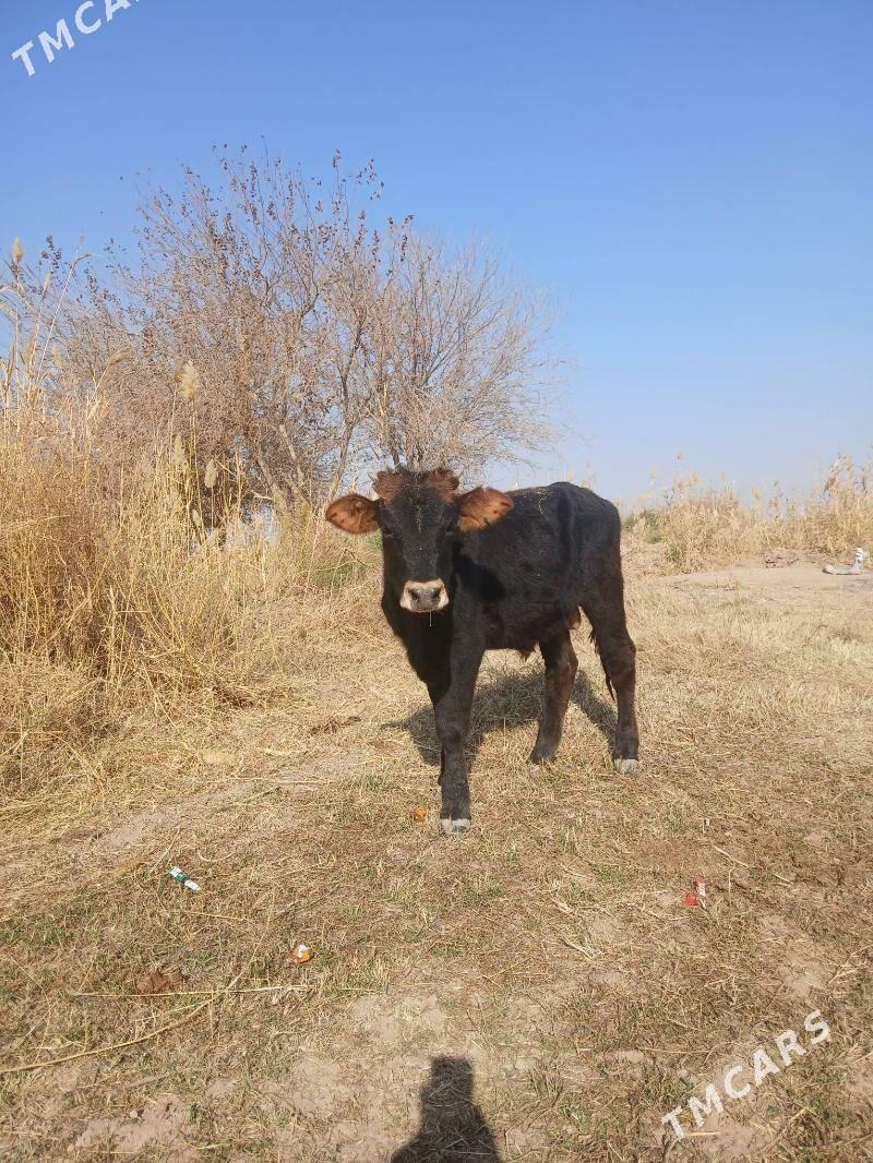 öküz at - Tejen - img 6