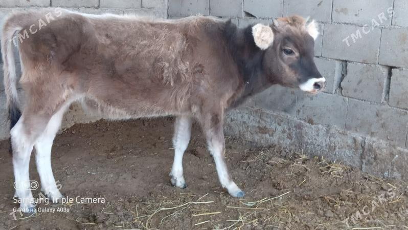 TUWE - Гёкдепе - img 2