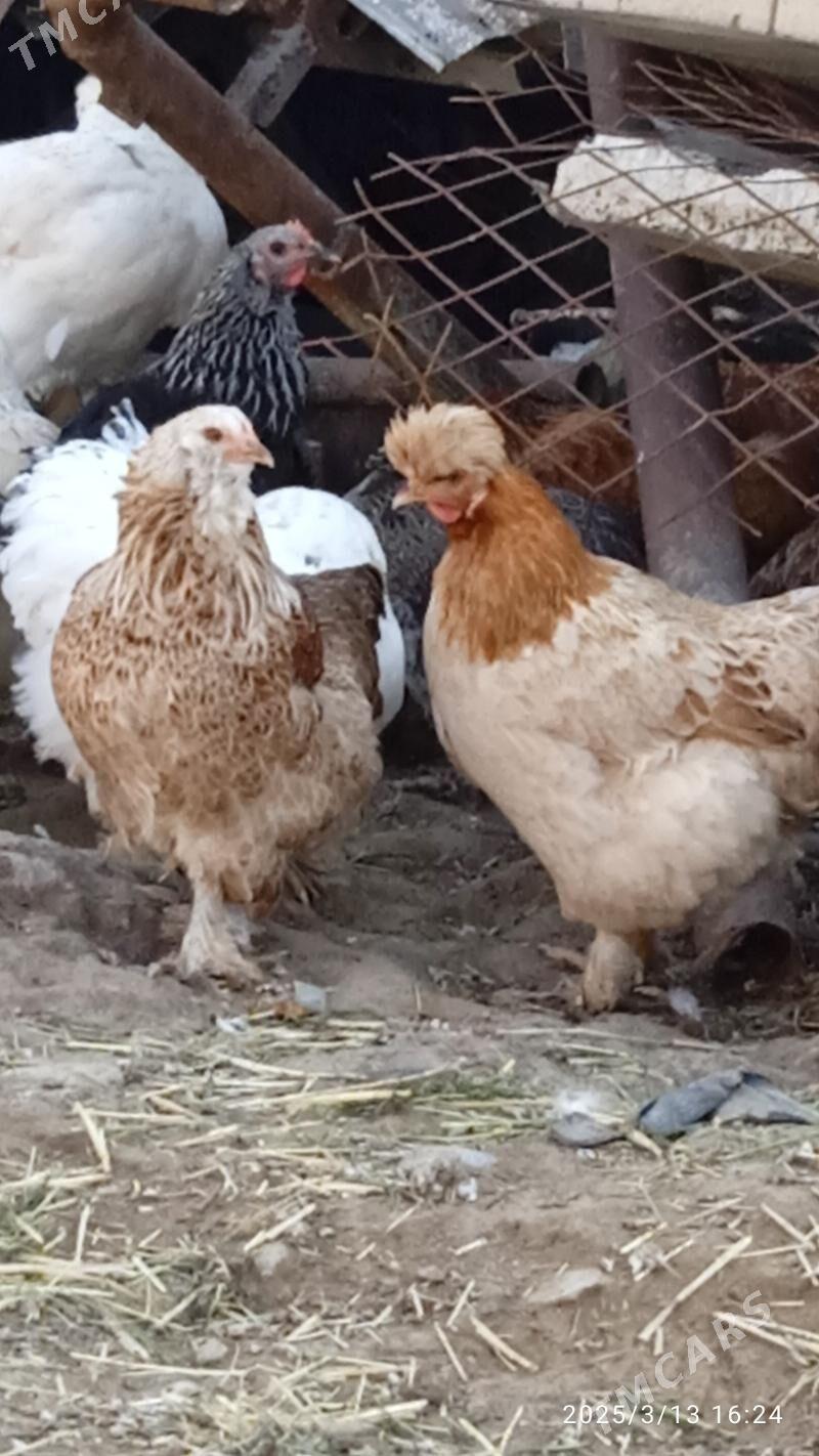 towuk - Ak bugdaý etraby - img 2