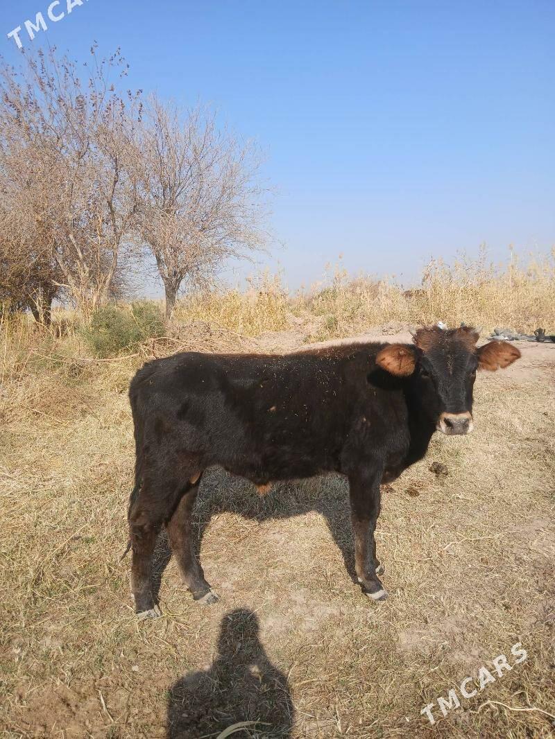 öküz at - Tejen - img 5