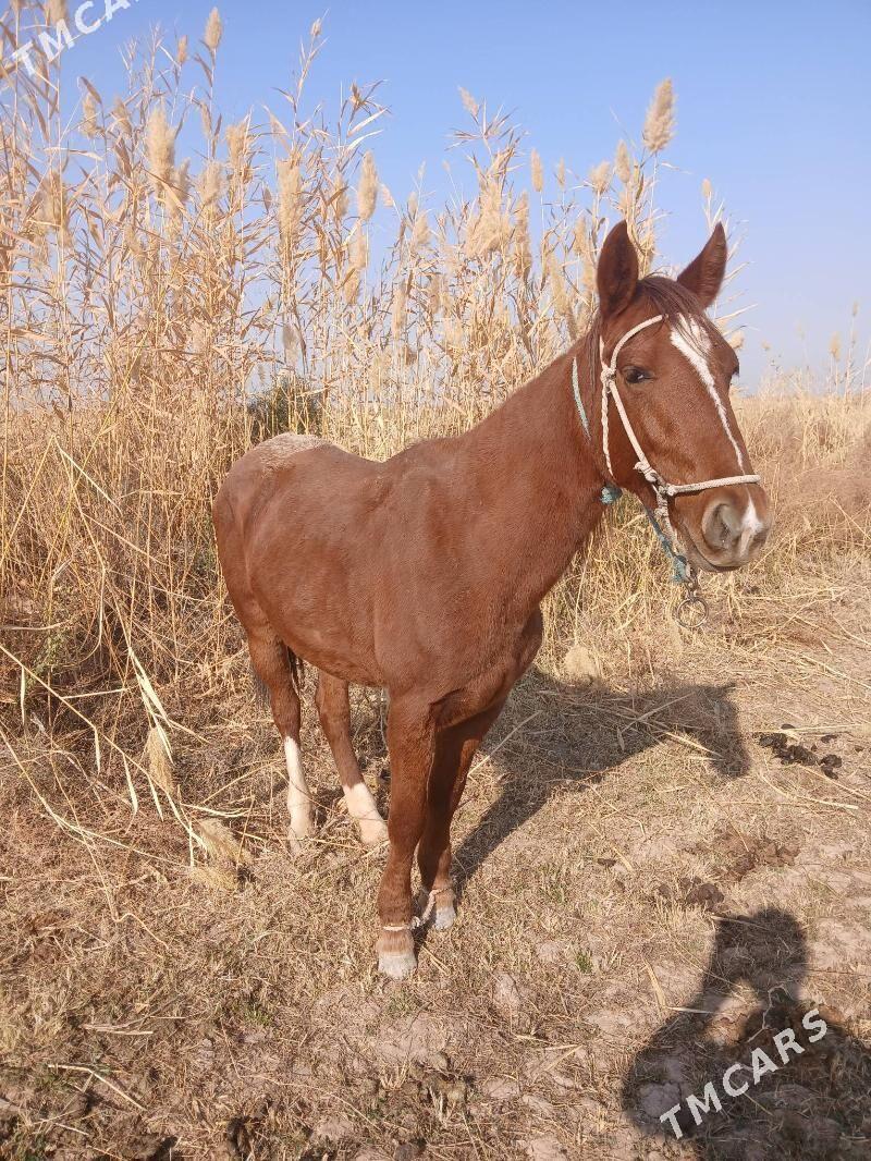 öküz at - Tejen - img 2