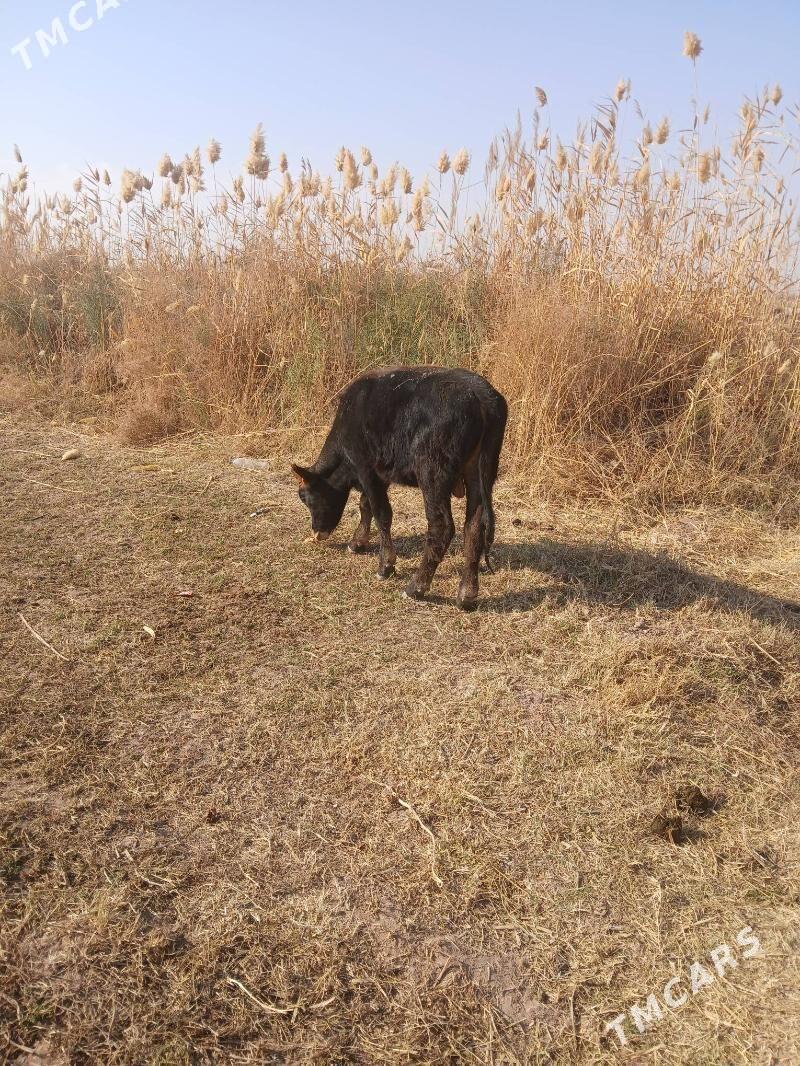 öküz at - Tejen - img 7