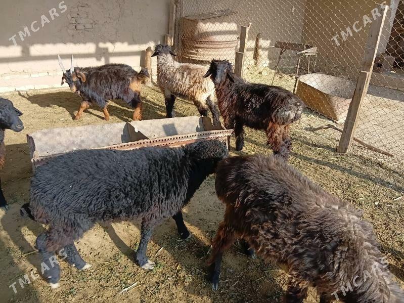 Turkmen tokly - Мары - img 3