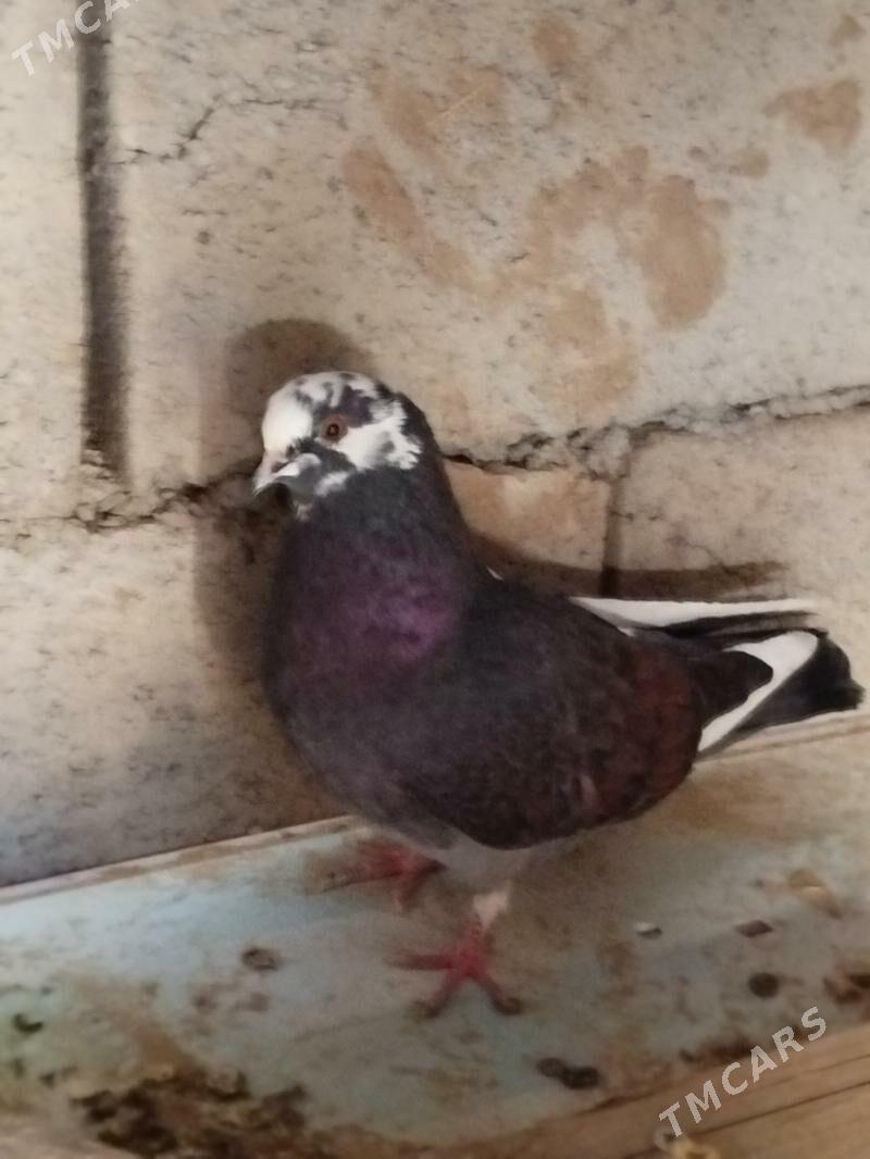 kepderi - Мары - img 3