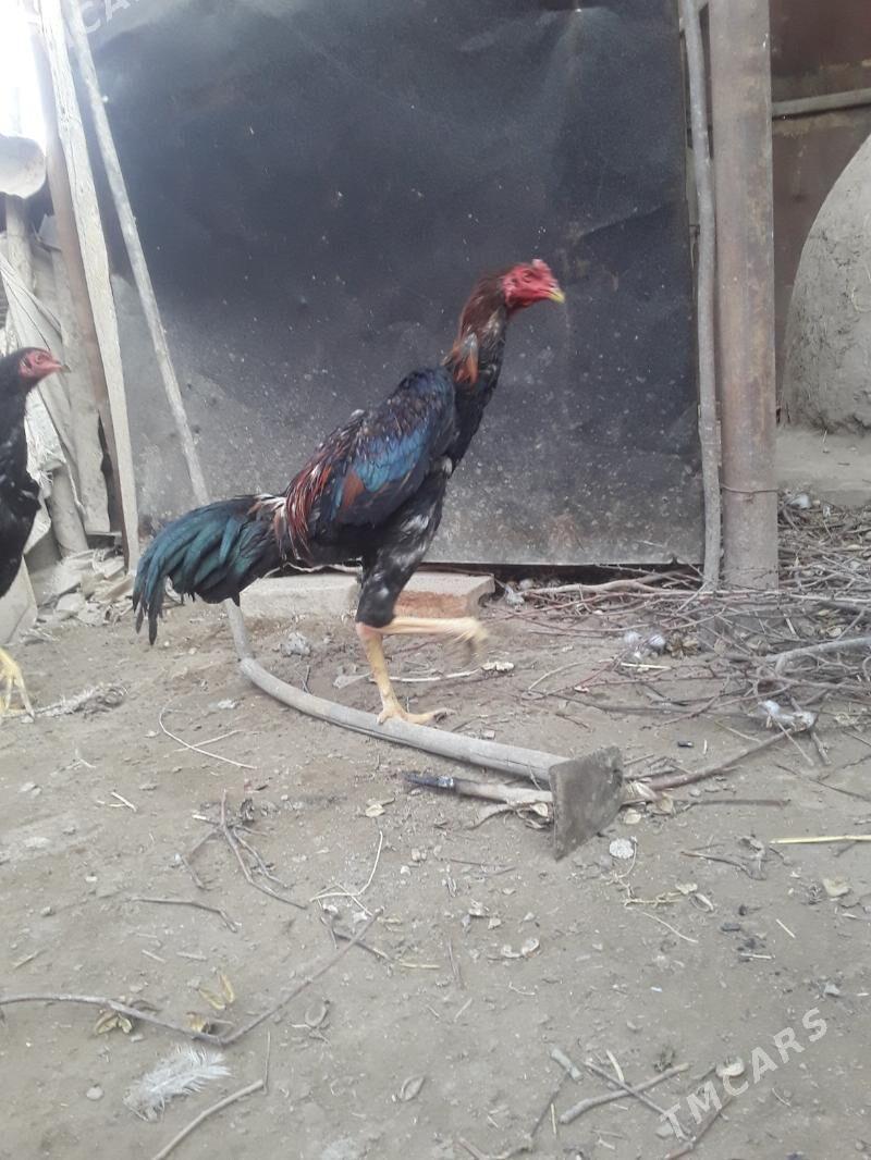 bayes horaz - Чарджоу - img 2