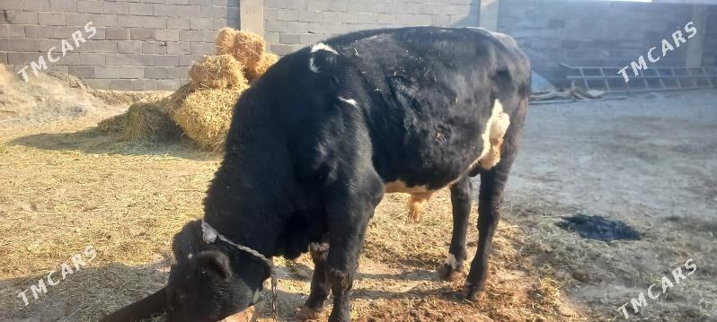 okuz - Bäherden - img 3