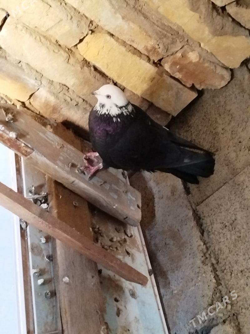 kepderi - Мары - img 2