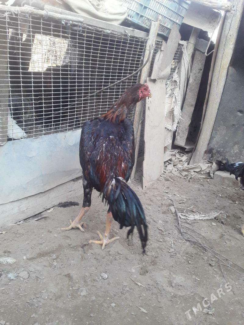 bayes horaz - Чарджоу - img 3