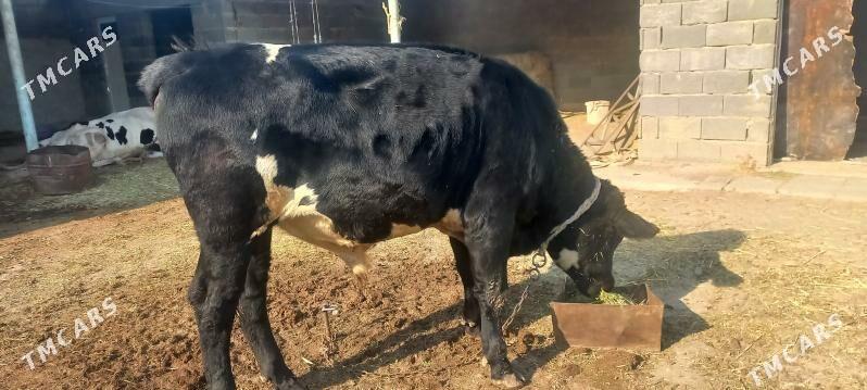 okuz - Bäherden - img 4