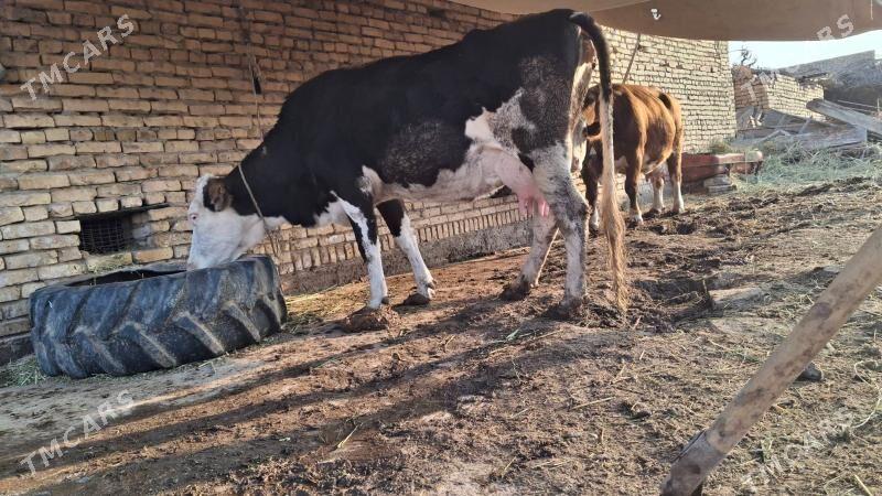 saglyk sygyr smental - Чарджоу - img 5