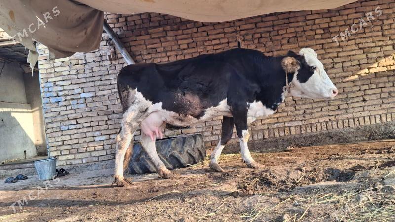 saglyk sygyr smental - Чарджоу - img 7