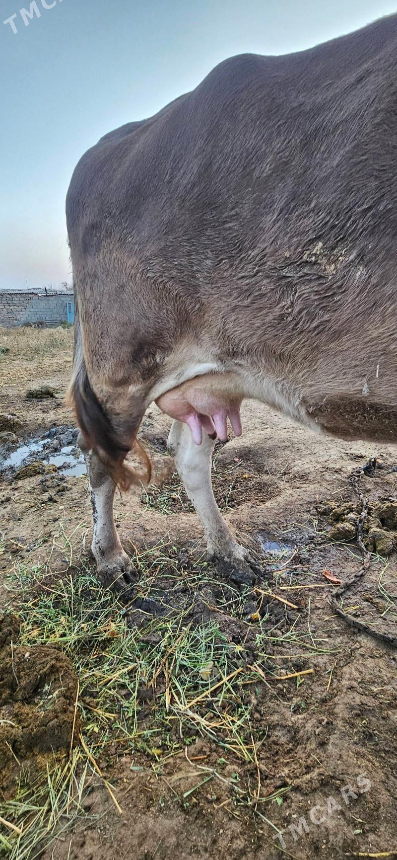 sygyr - Gökdepe - img 2