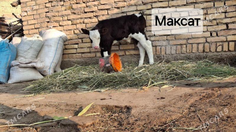 saglyk sygyr smental - Чарджоу - img 3