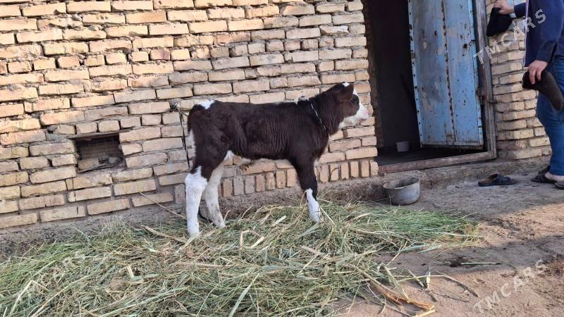 saglyk sygyr smental - Чарджоу - img 2