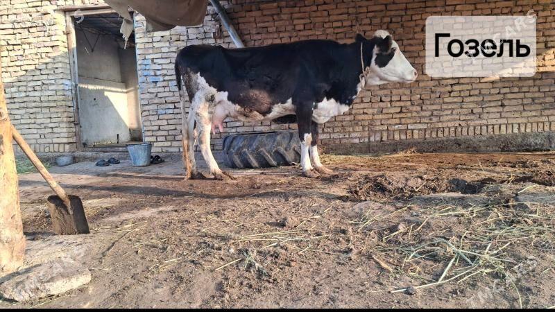 saglyk sygyr smental - Чарджоу - img 6