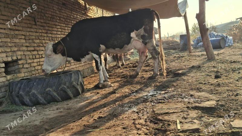 saglyk sygyr smental - Чарджоу - img 4