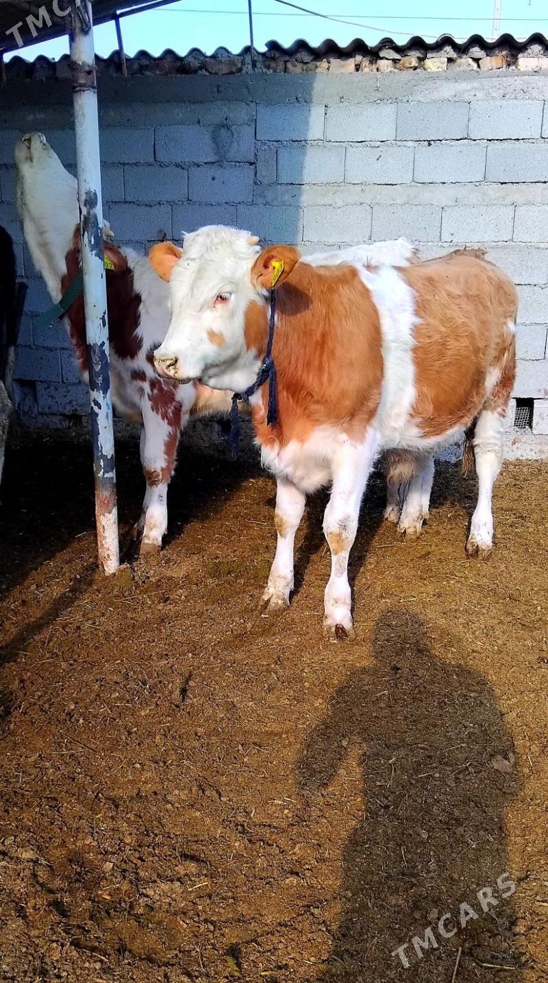 Simental Öküzçeler - Änew - img 2