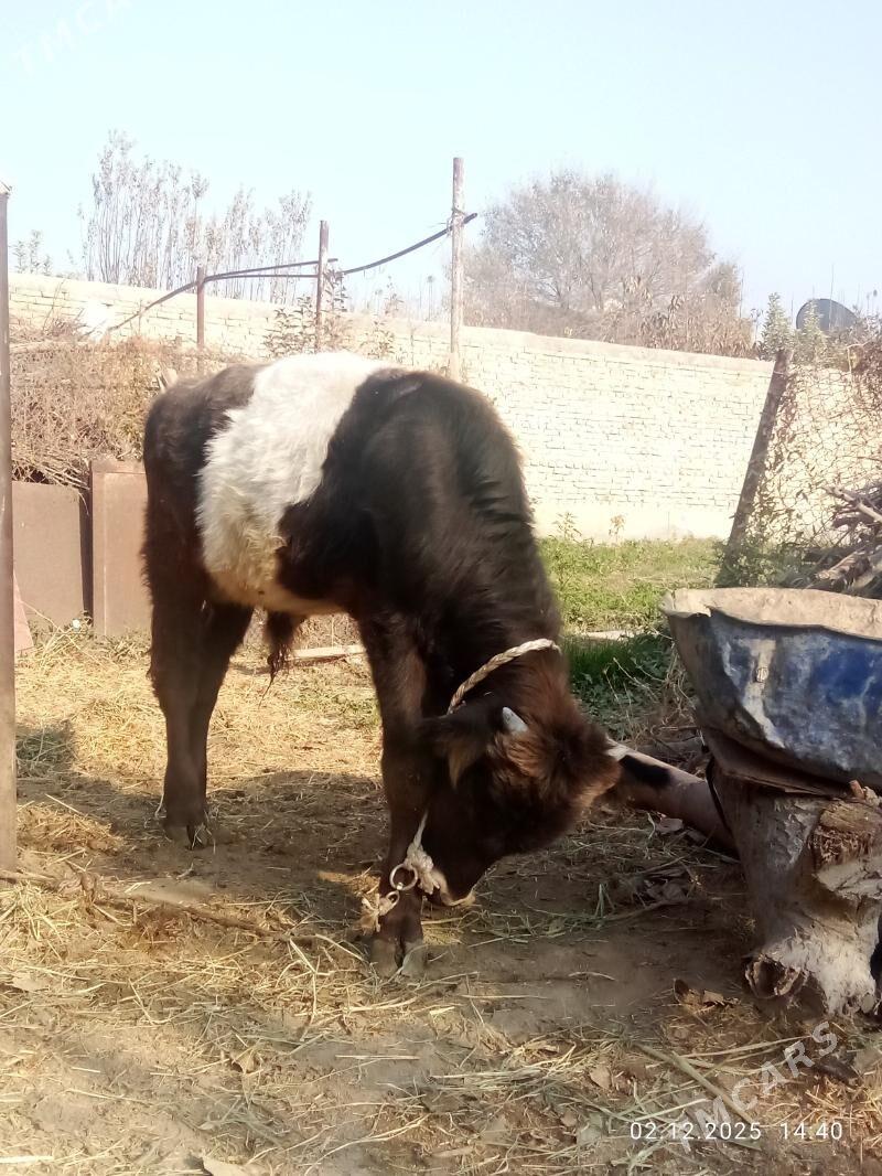 Öküz Gibrit Tohum - Gökdepe - img 2