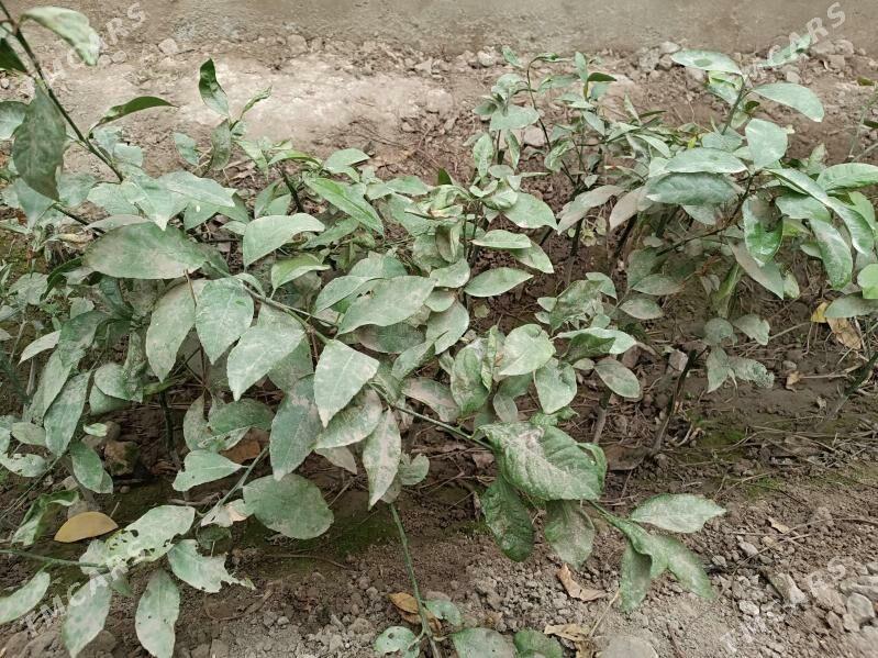 limon sitil - Gökdepe - img 2