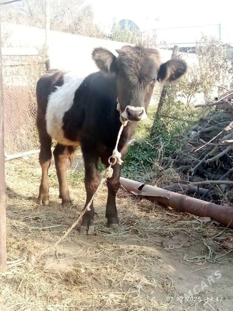 Öküz Gibrit Tohum - Gökdepe - img 4