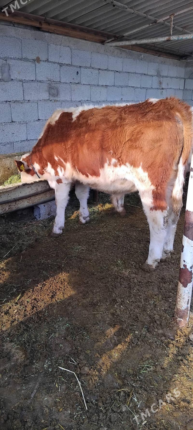 Simental Öküzçeler - Änew - img 4