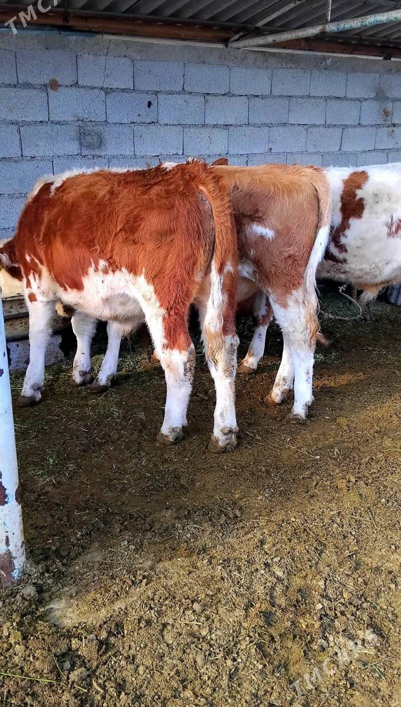 Simental Öküzçeler - Änew - img 5