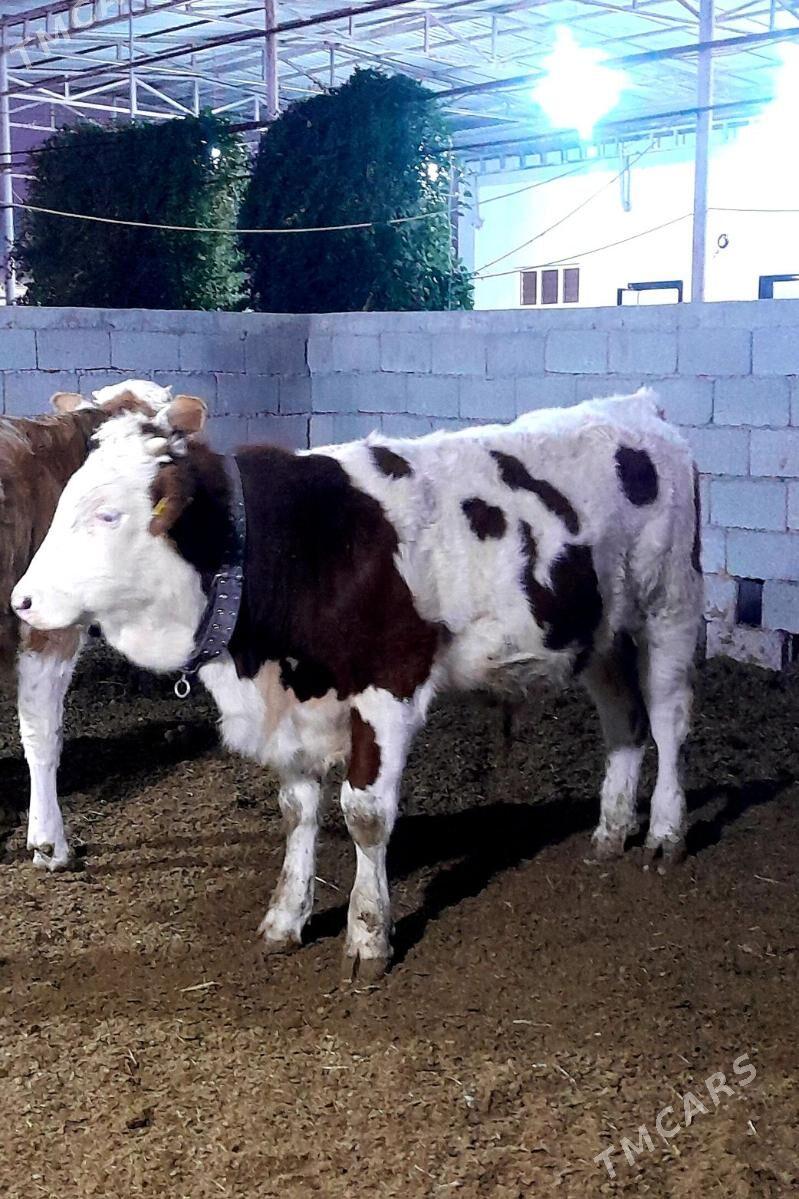 Simental Öküzçeler - Änew - img 3