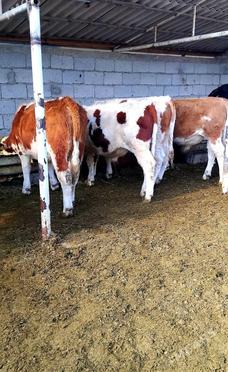 Simental Öküzçeler - Änew - img 8