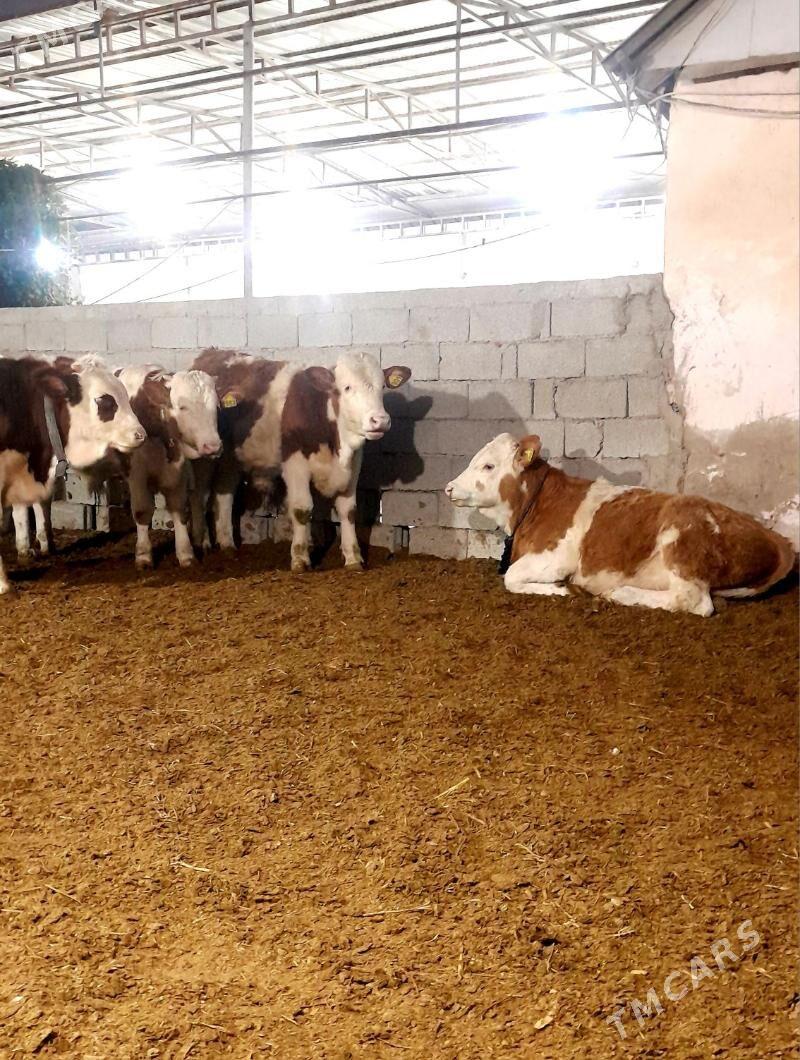 Simental Öküzçeler - Änew - img 7