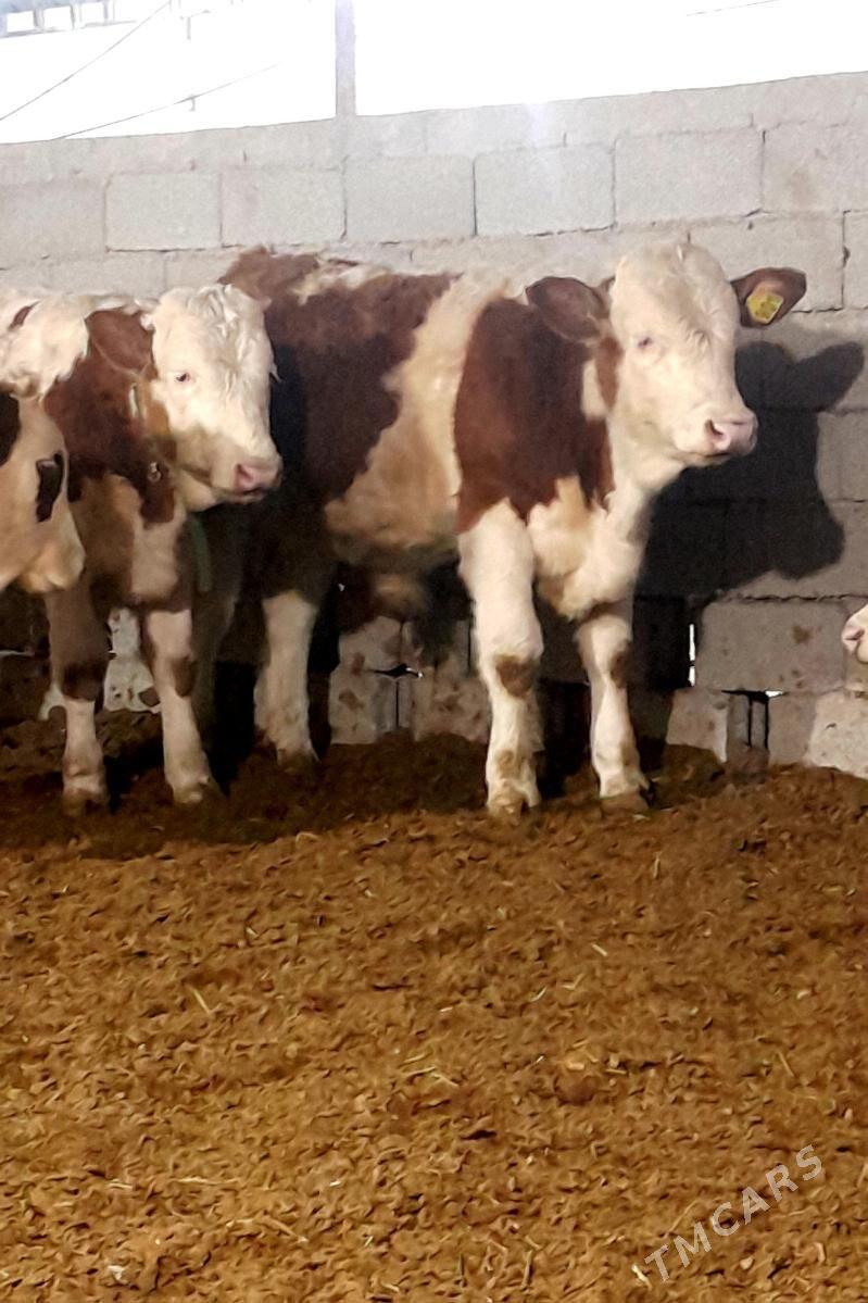 Simental Öküzçeler - Änew - img 10