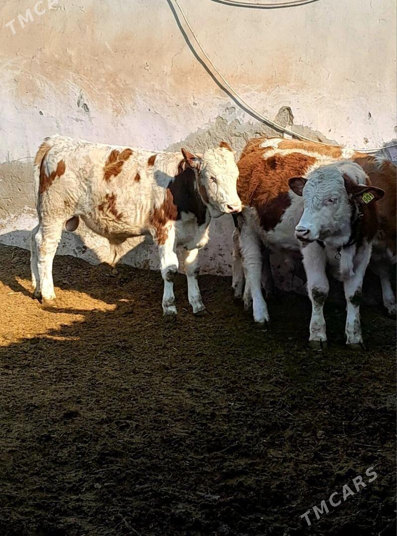 Simental Öküzçeler - Änew - img 6