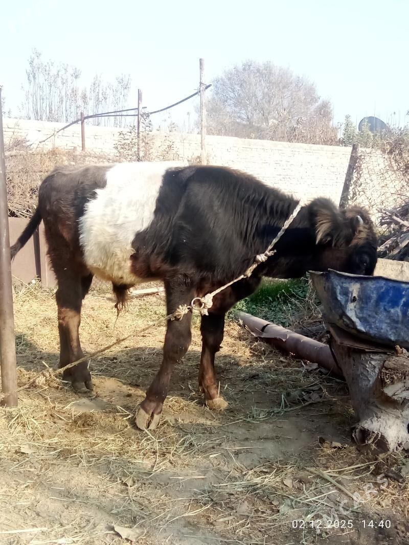 Öküz Gibrit Tohum - Gökdepe - img 10