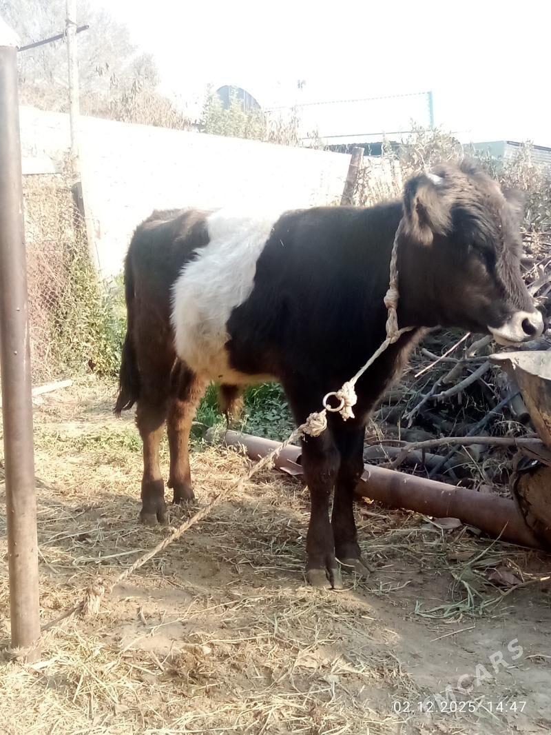 Öküz Gibrit Tohum - Gökdepe - img 7