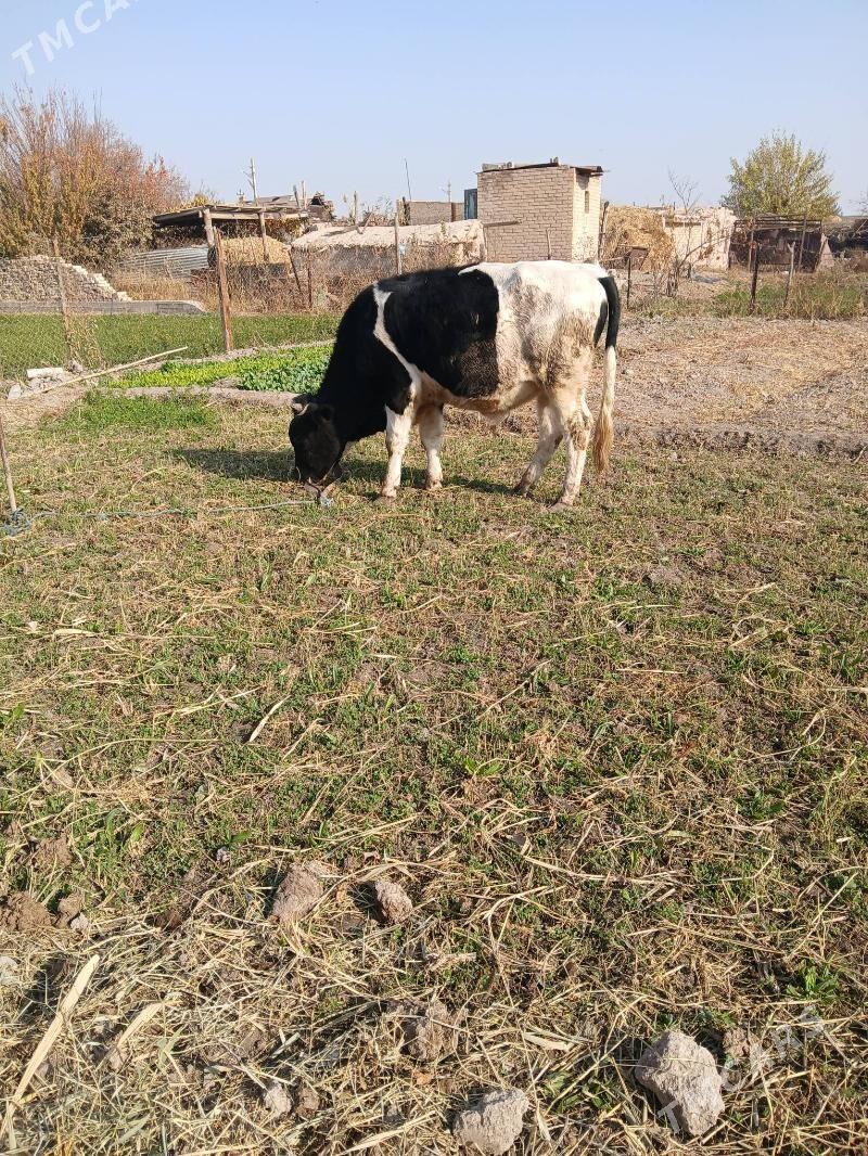 Okiz - Чарджоу - img 3