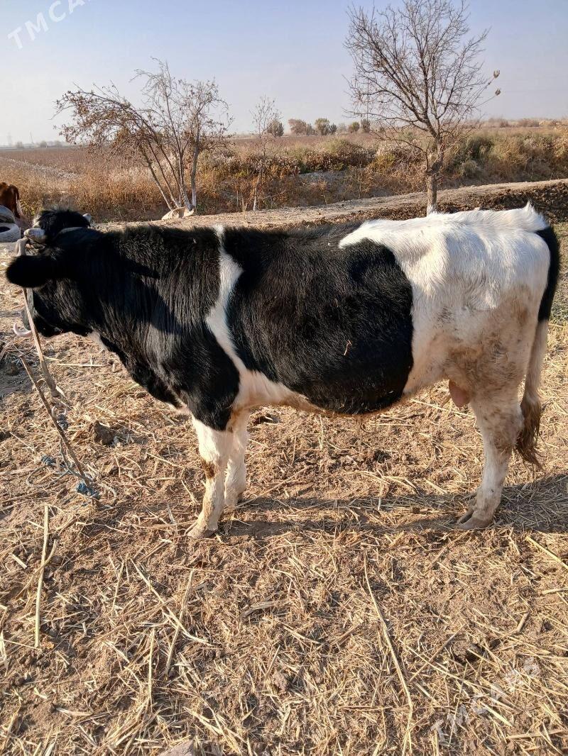 Okiz - Чарджоу - img 4